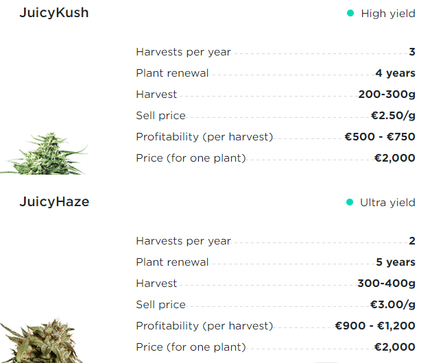 Planes de inversión de Juicy Fields