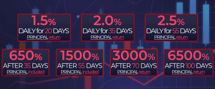 Investment plans of the ZetBull project